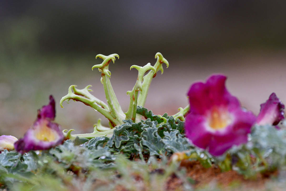 Devils claw and its flower