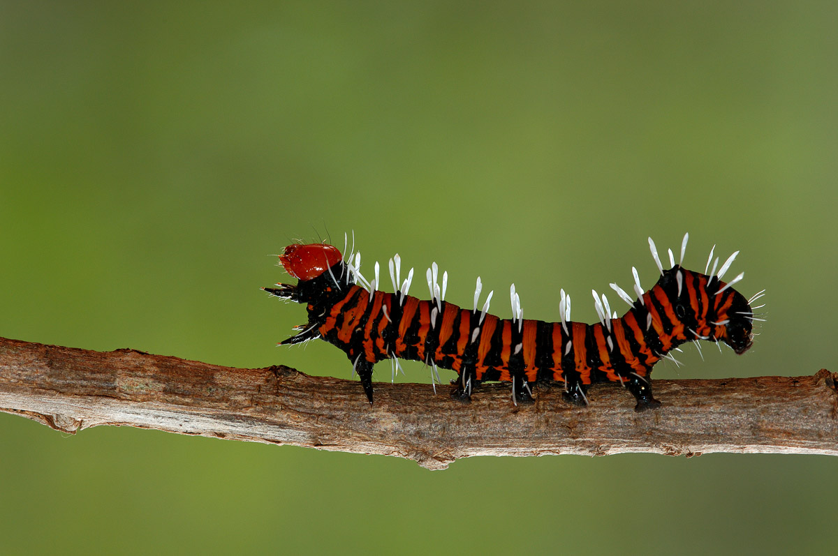 Image of the Dice moth caterpillar taken in Punda Maria Camp in the Kruger National Park