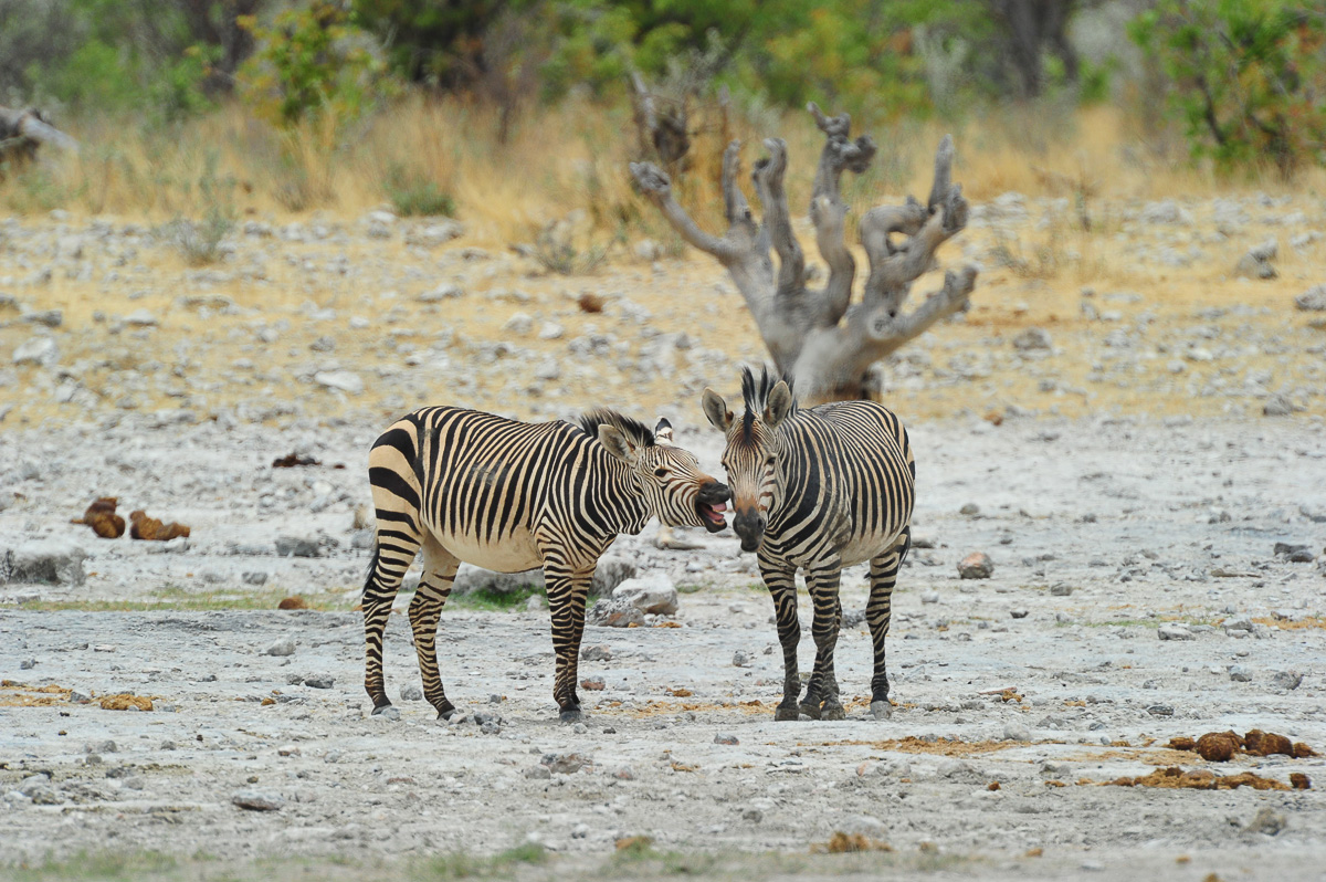 Dolomite Hartmann's mountain zebra