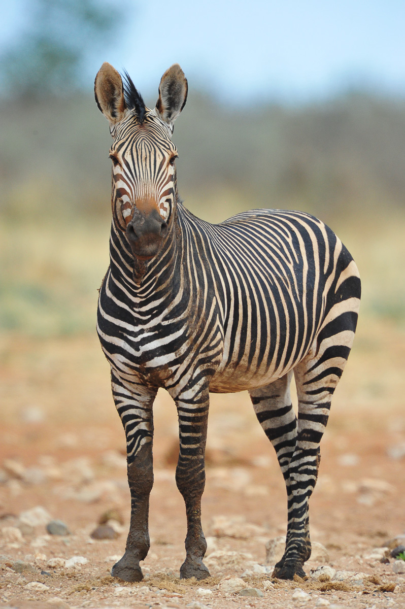 Hartmann's mountain zebra near Dolomite camp