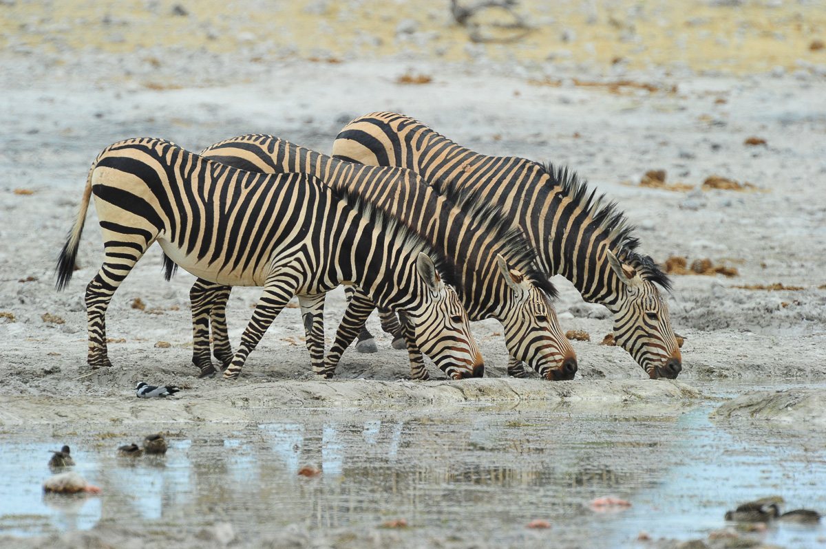 Hartmann's mountain zebra drinking near Dolomite camp