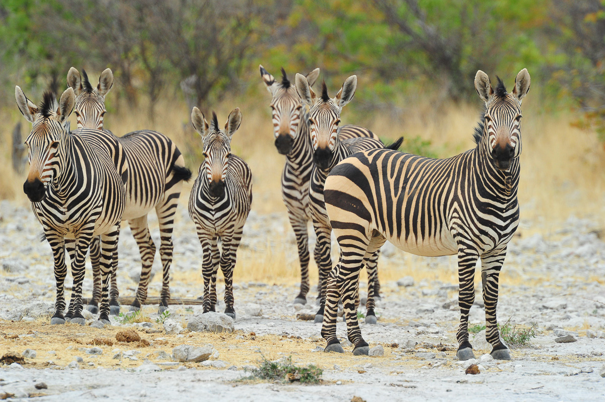 Hartmann's Mountain zebra in the Dolomite area in Etosha