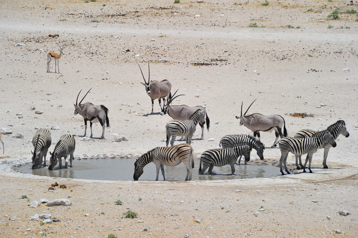 animals at Dolomietpunt waterhole