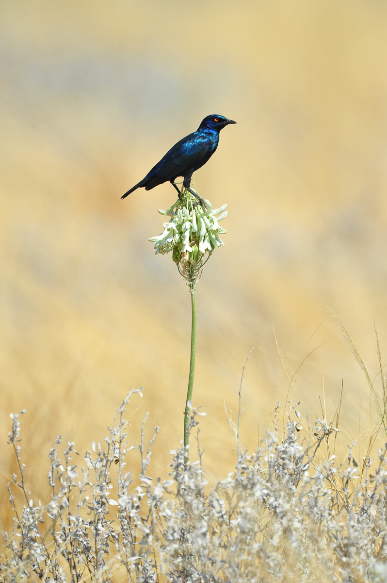 Starling found near Dolomite camp in Etosha