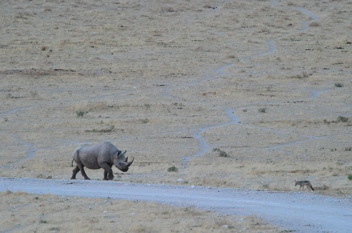 black rhino and jackal view from our chalet