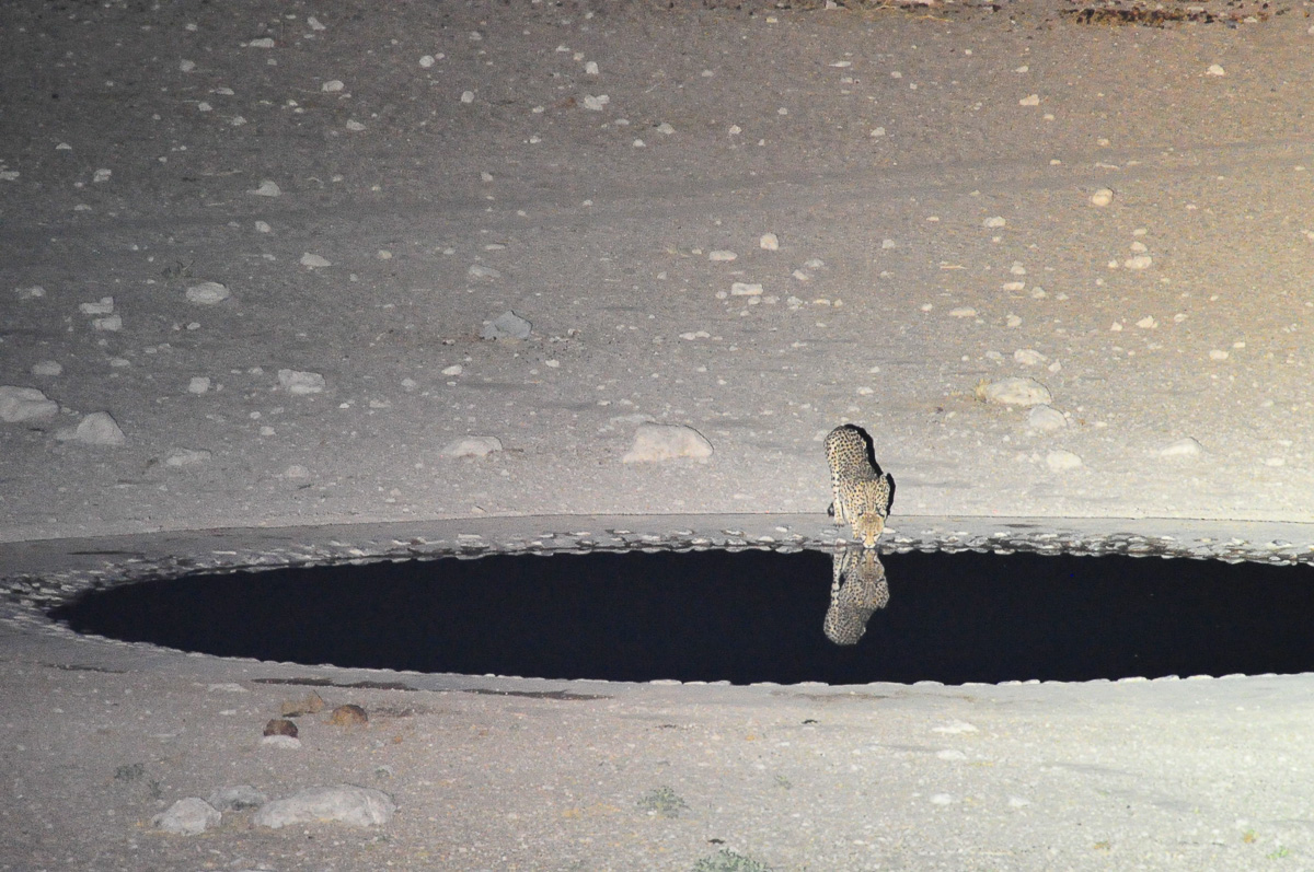 Dolomite cheetah having a drink at the waterhole