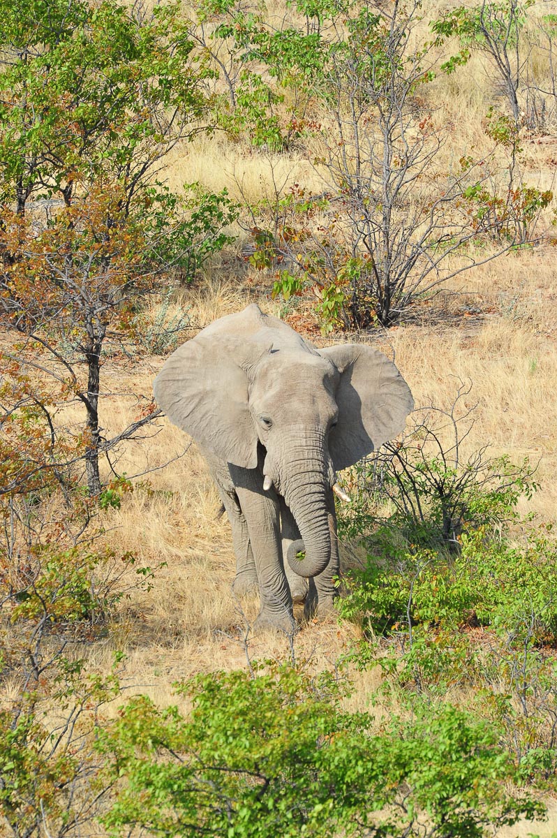 Elephant walking past Dolomite camp