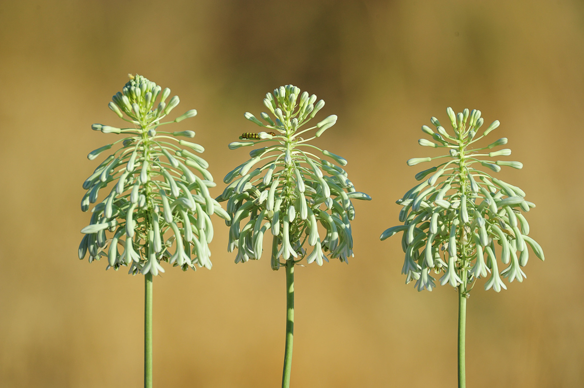 Flowers near Dolomite camp