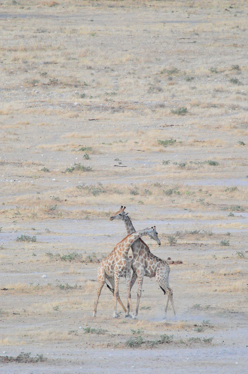 Giraffe playing on the plains near Dolomite camp