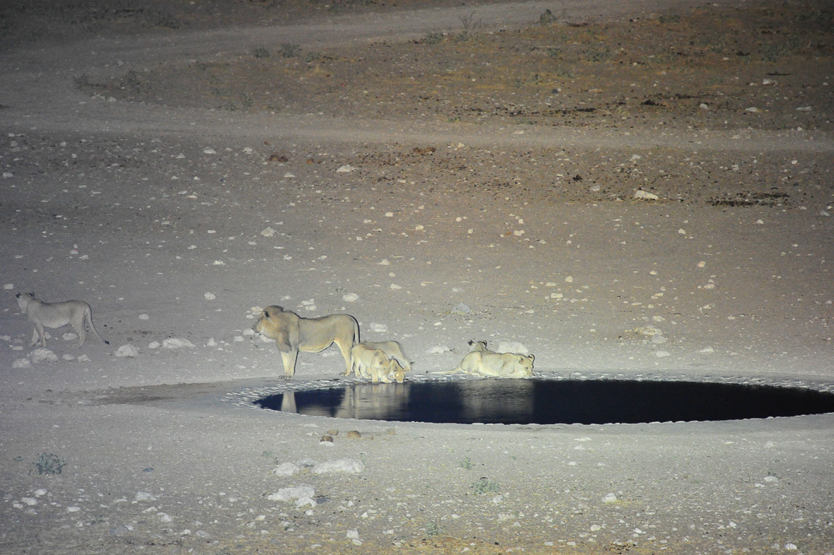 Dolomite camp lions at the waterhole during the night