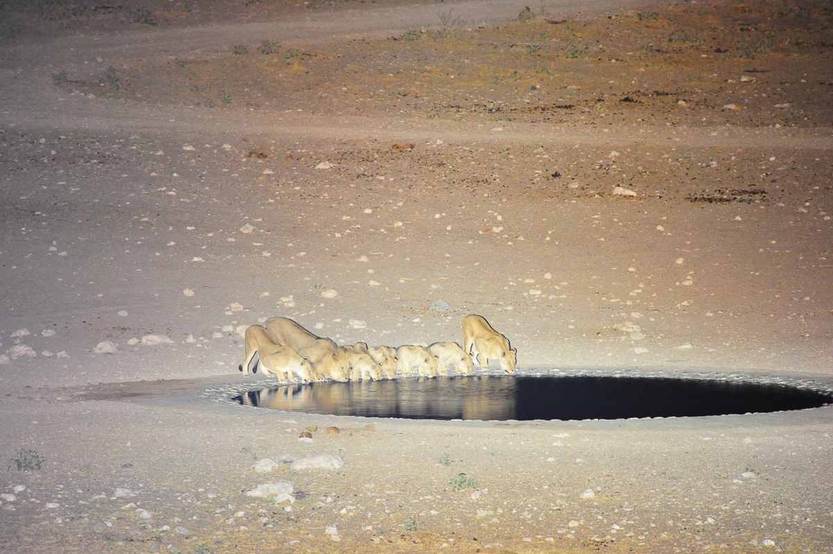 lions pride drinking at Dolomietpunt waterhole at night