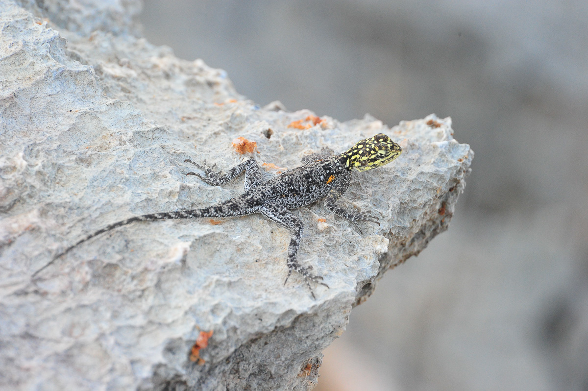 lizard at Dolomite camp