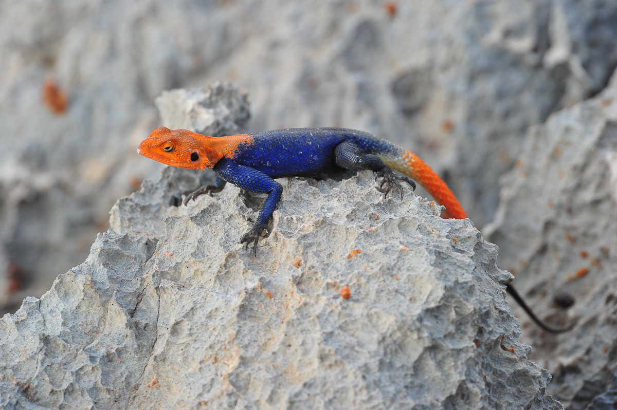 lizard on the rocks at Dolomite camp