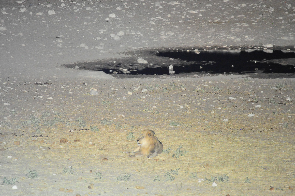 Dolomite male lion relaxing near the waterhole