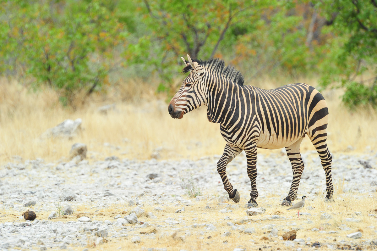Hartmann's mountain zebra at a waterhole near Dolomite camp
