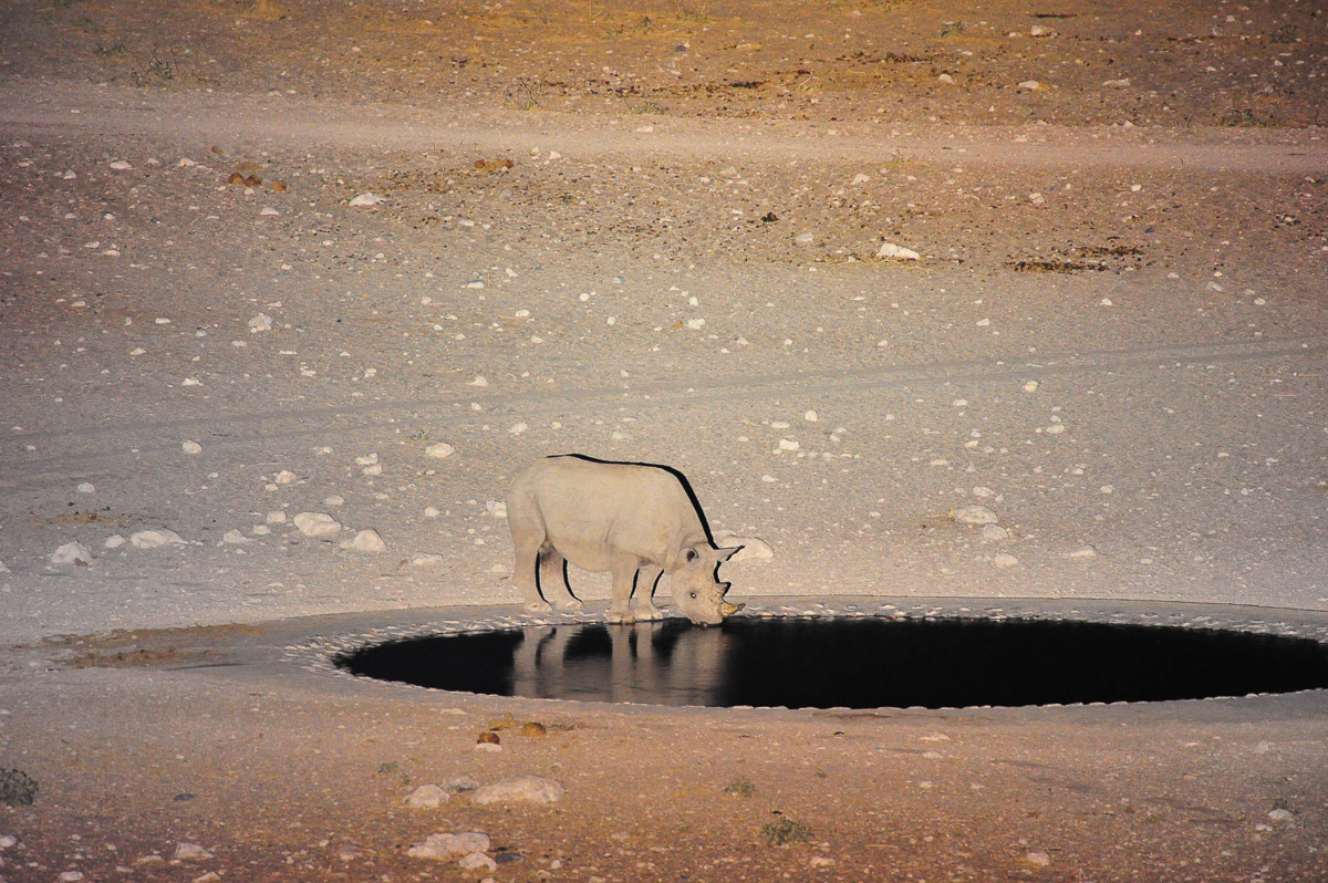 Black Rhino drinking at the waterhole near Dolomite