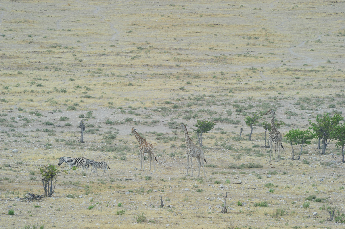 Plains game image taken from Dolomite camp