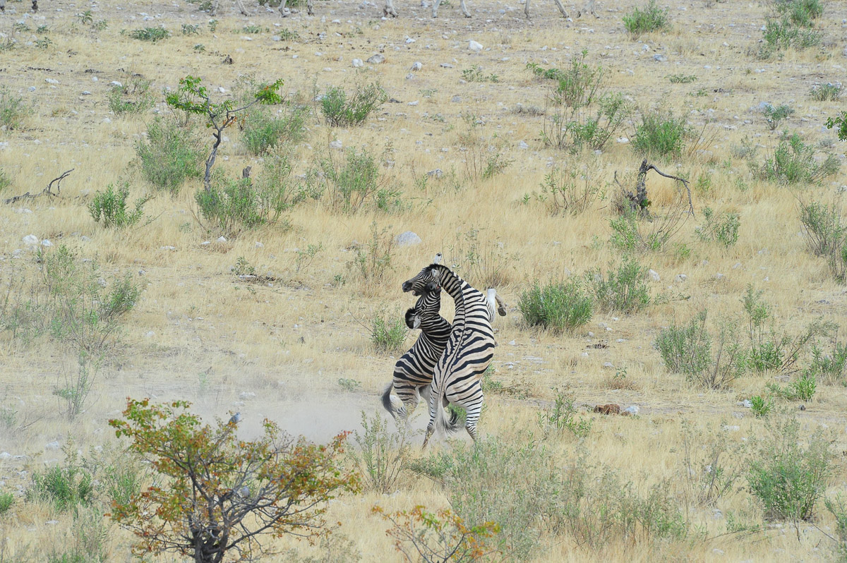 zebras fighting image taken from Dolomite camp in Etosha