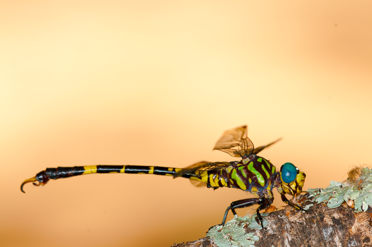 Dragonfly image taken in Letaba camp in the Kruger National Park