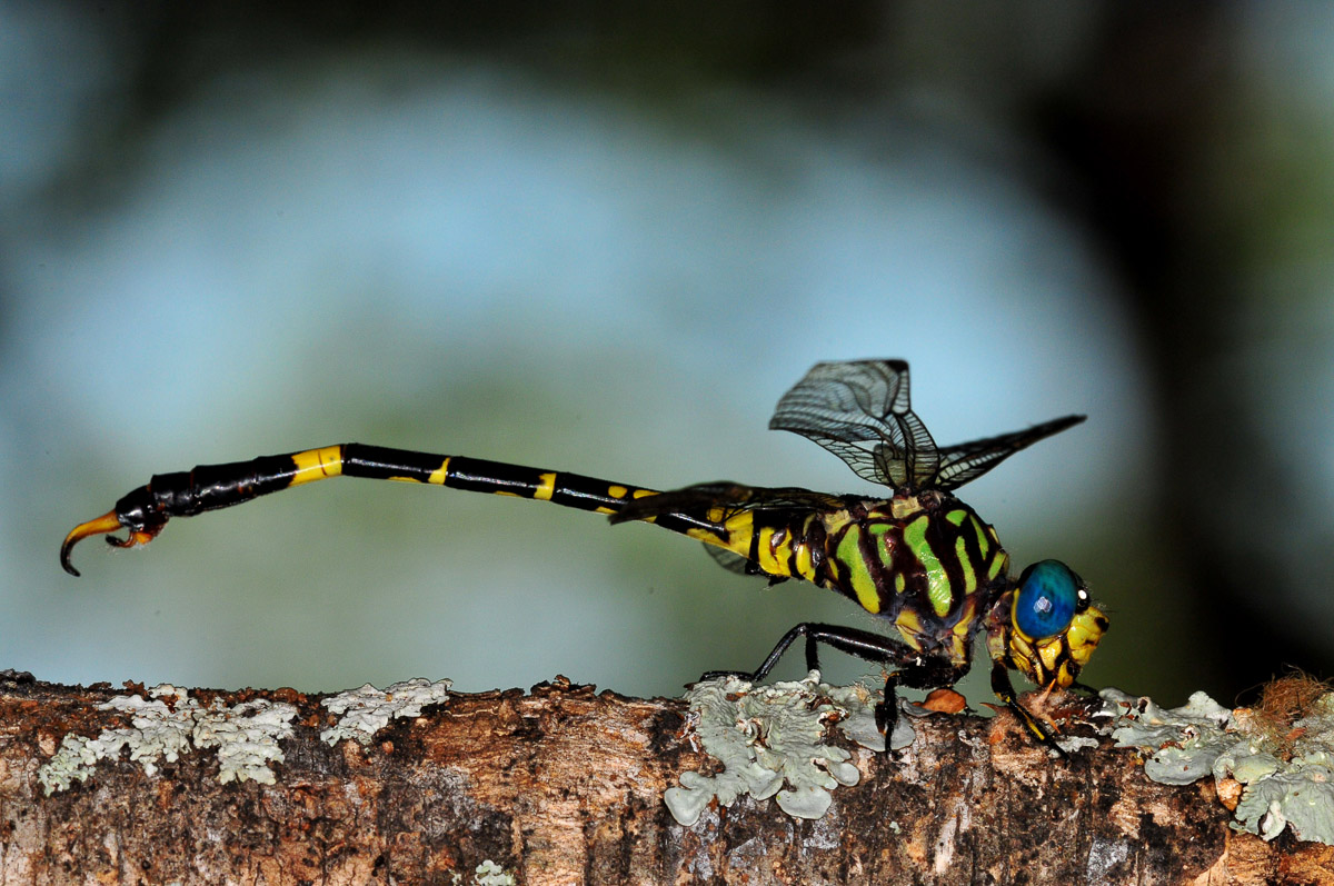 Macro photo of a Dragonfly taken in Letaba camp in the Kruger National Park