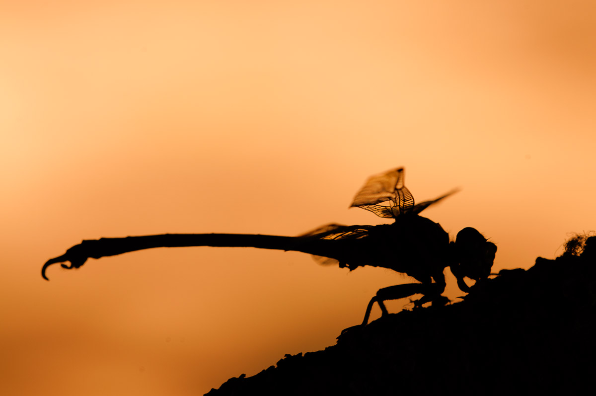 Dragonfly silhouette at Letaba Camp in the Kruger National Park