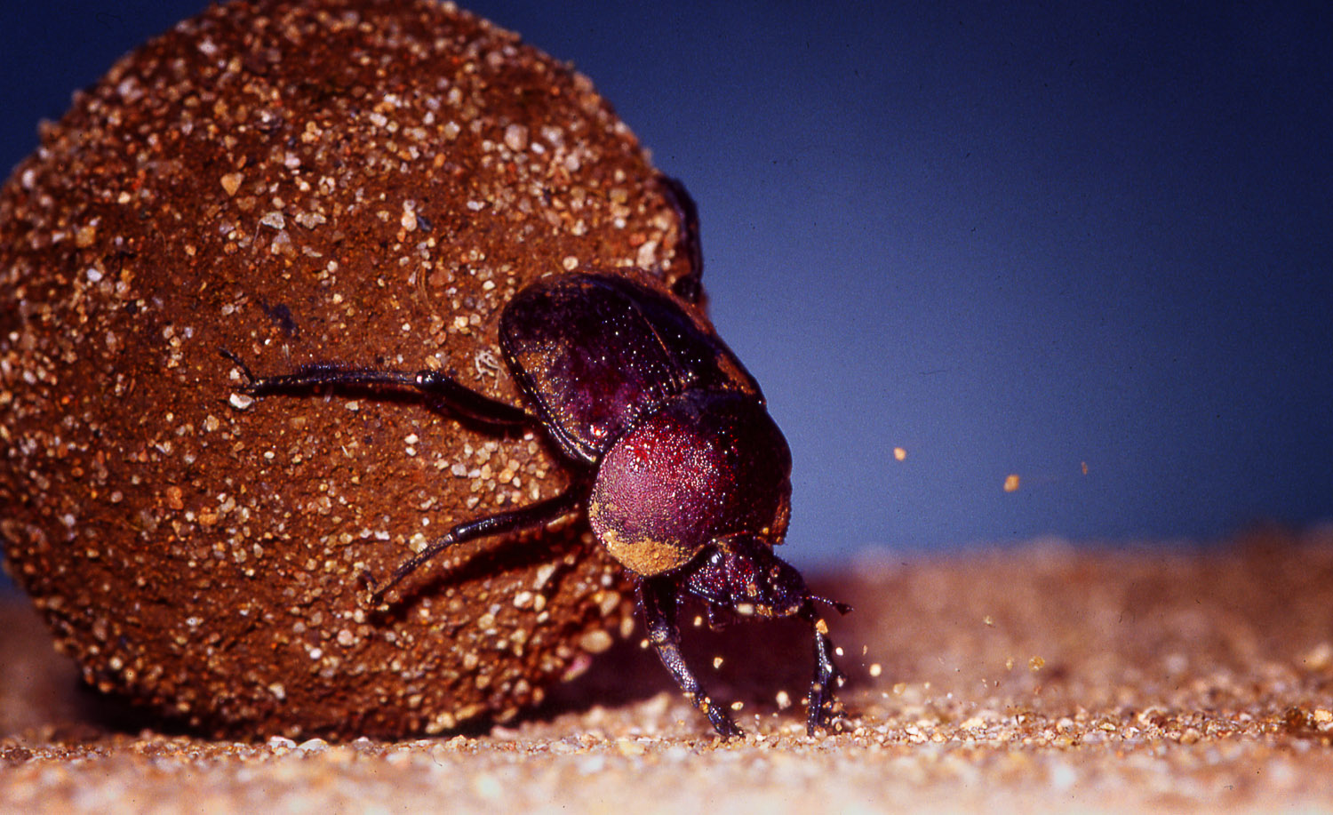 Dung beetle rolling his dung ball in Berg en Dal camp