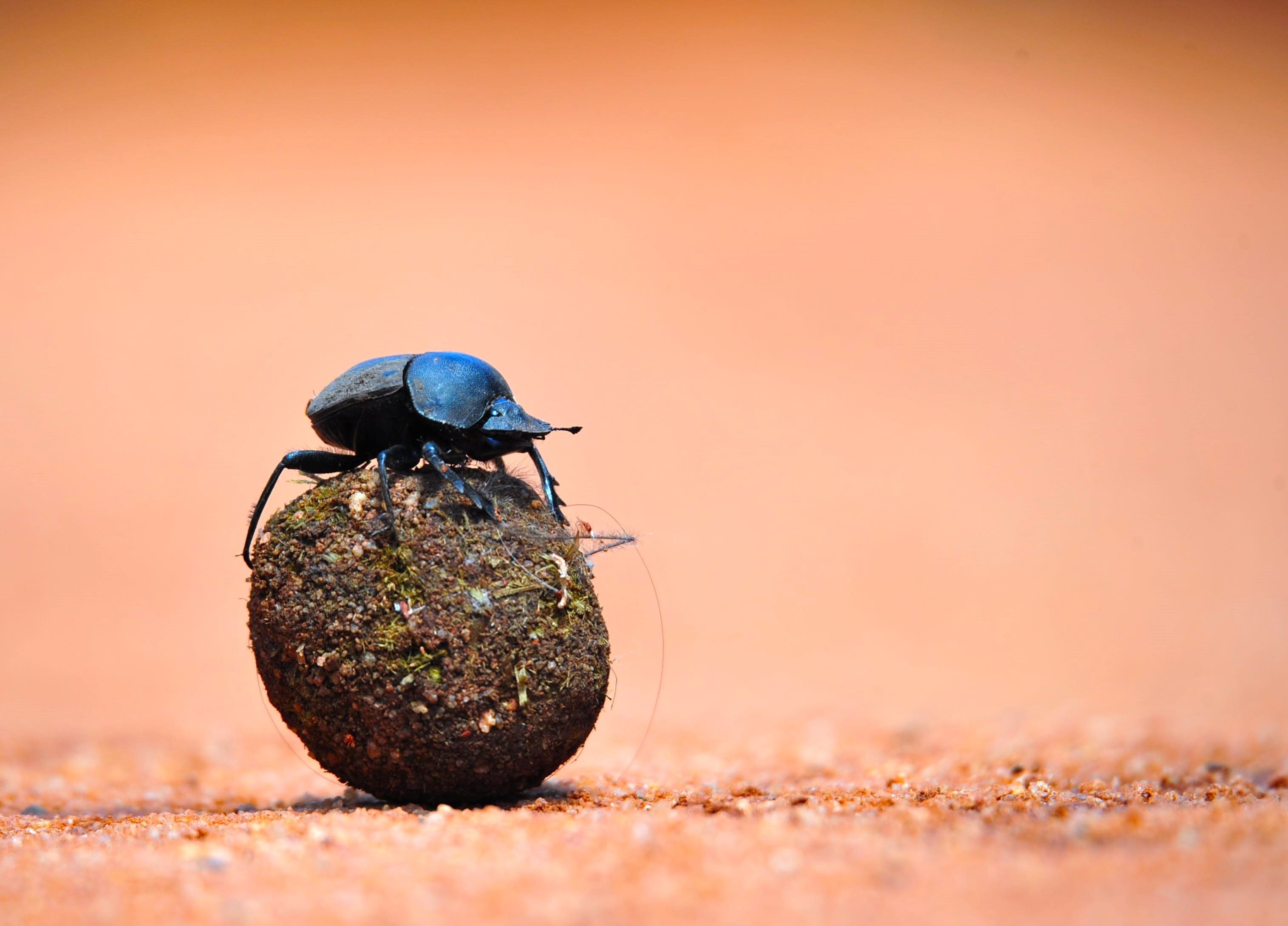 Dung beetle while at Buffalo Ridge Lodge