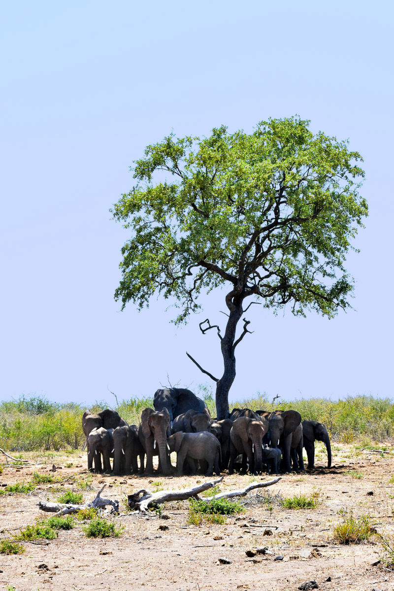 elephant herd under tree at Melorane
