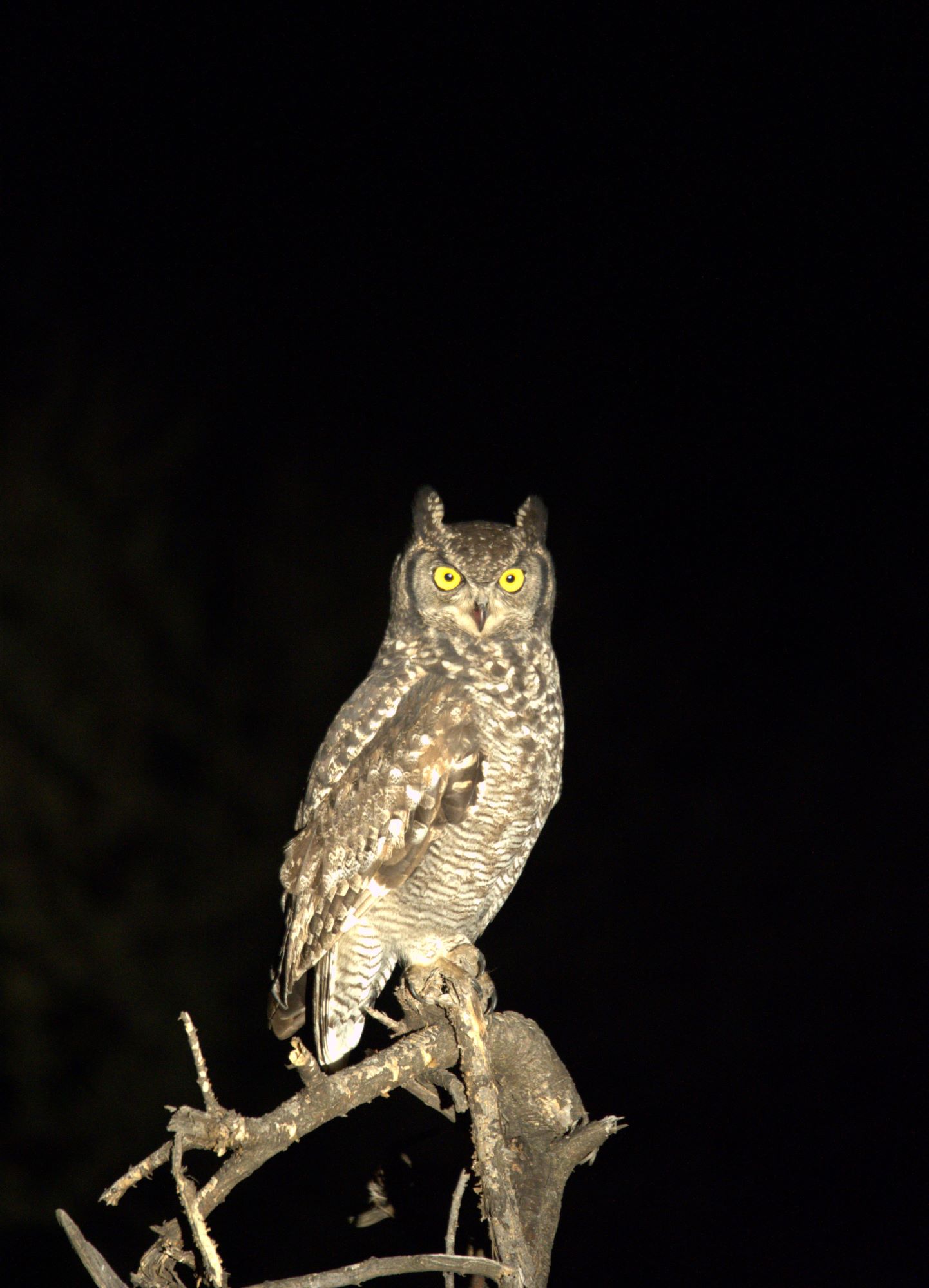 Eagle owl at Mosetlha Bush Camp