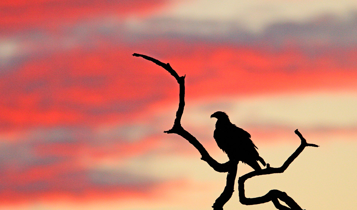 Eagle silhouette taken at Sunrise in the Kruger National Park