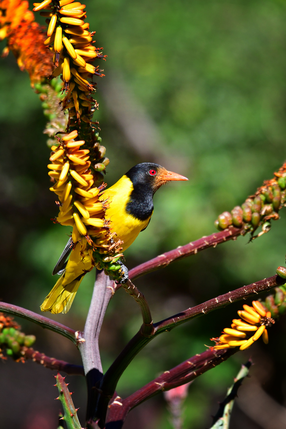 Eastern Blackheaded Oriole sitting on an Aloe, image taken in Skukuza camp in the Kruger National Park