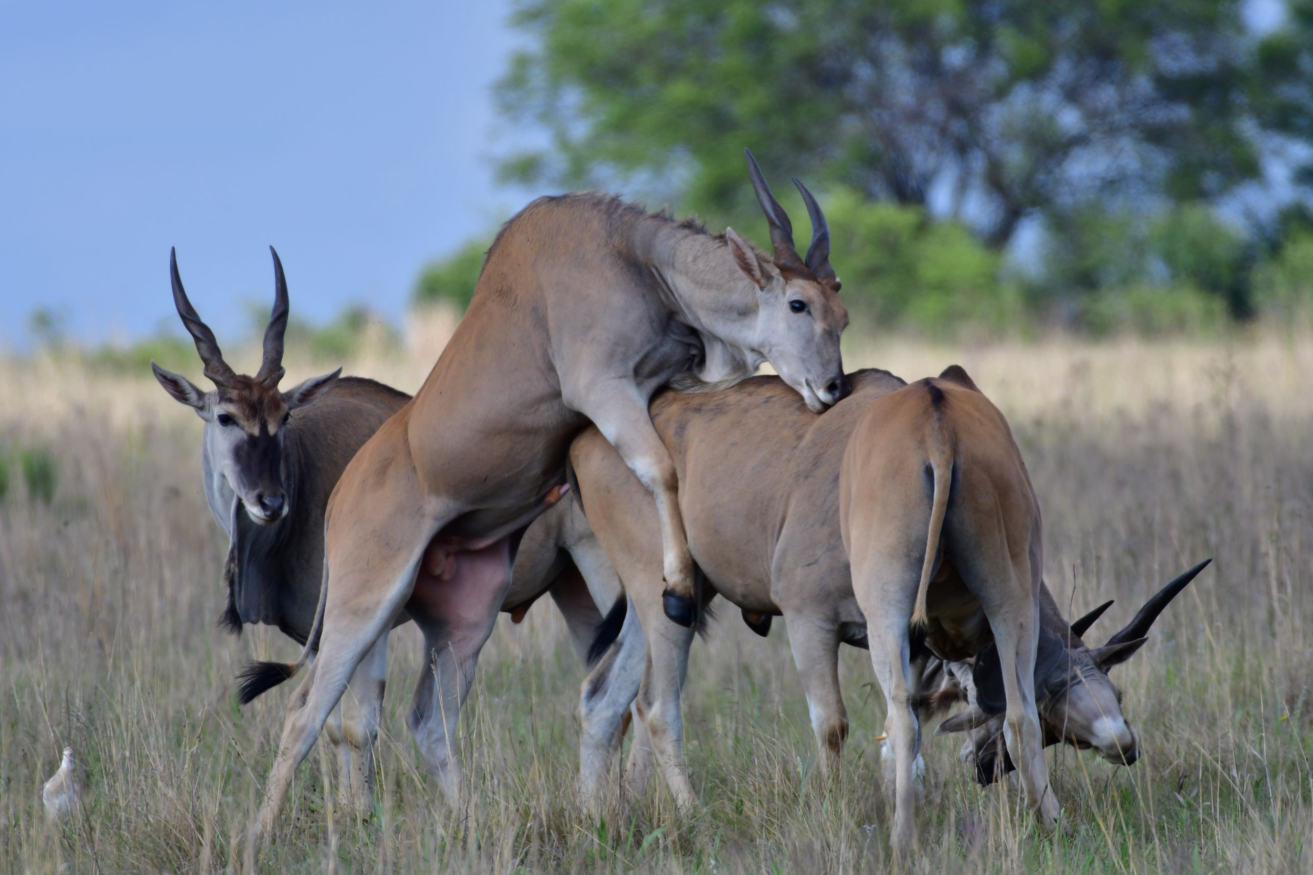 eland mating eland mating