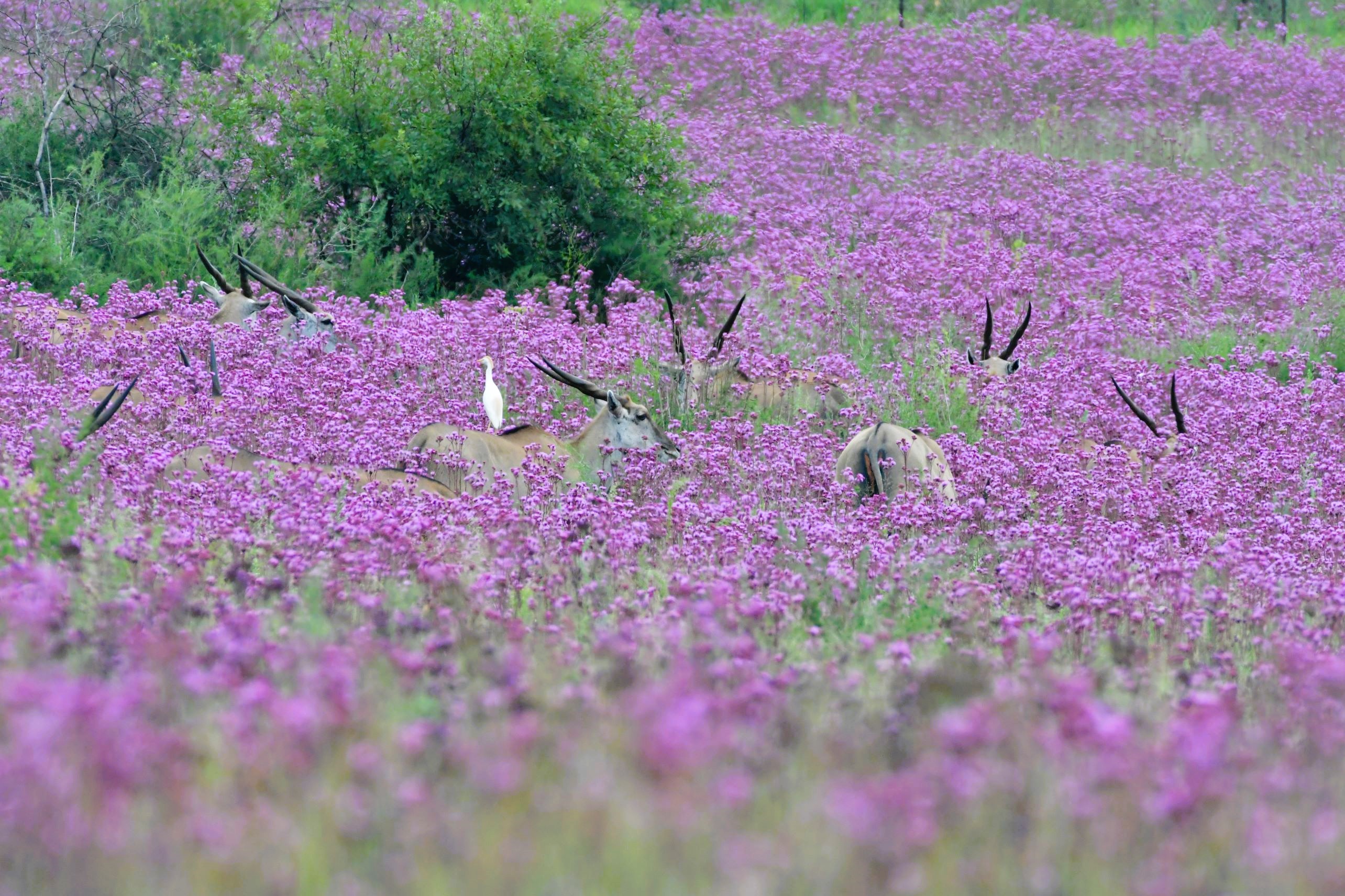 eland in pin pompom flowers eland in pin pompom flowers