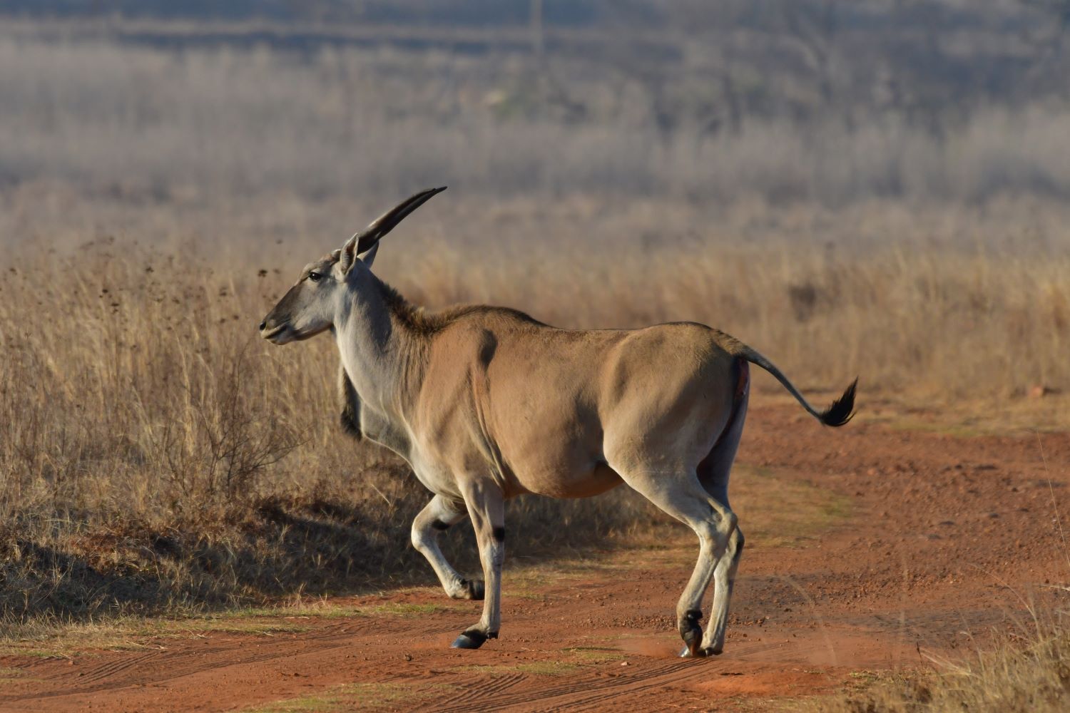 eland in rietvlei eland in rietvlei
