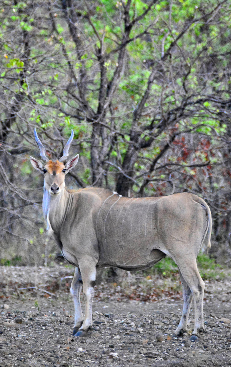 Eland in Pafuri