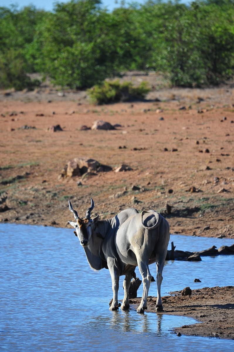 Eland at Sable Dam on the S51 near Phalaborwa Gate in the Kruger National Park