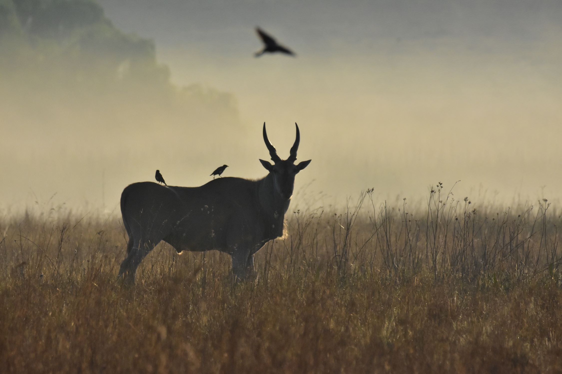 eland and birds in mist eland and birds in mist