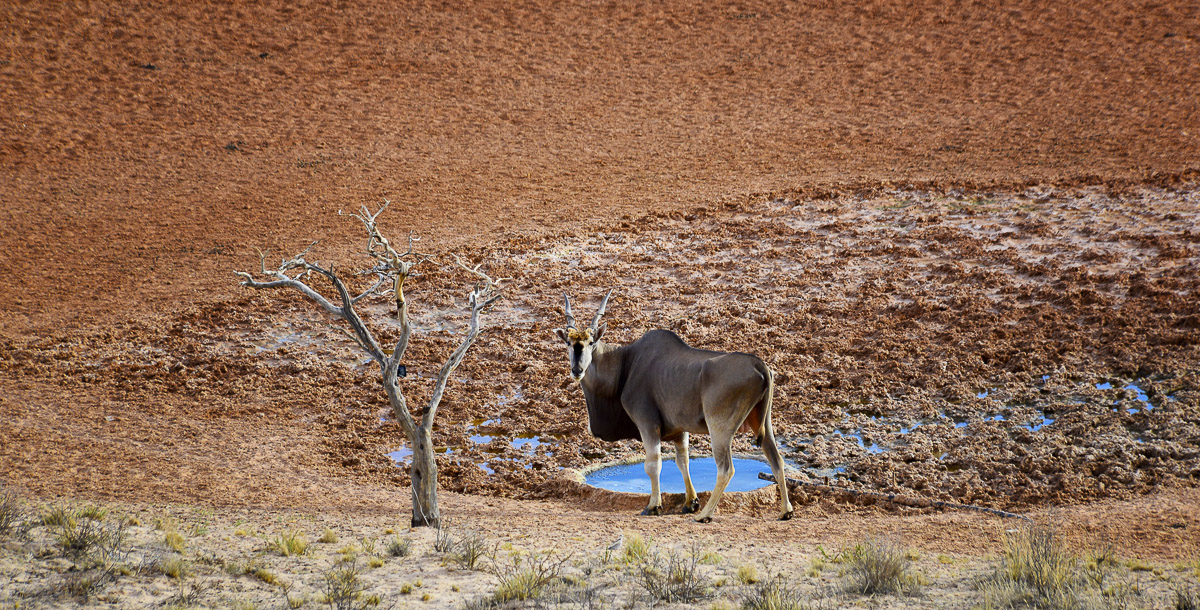 Eland at the !Xaus waterhole