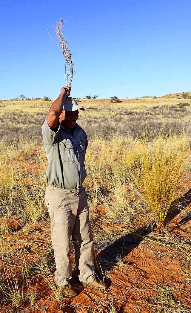 Elnd bush on head Elnd bush on head
