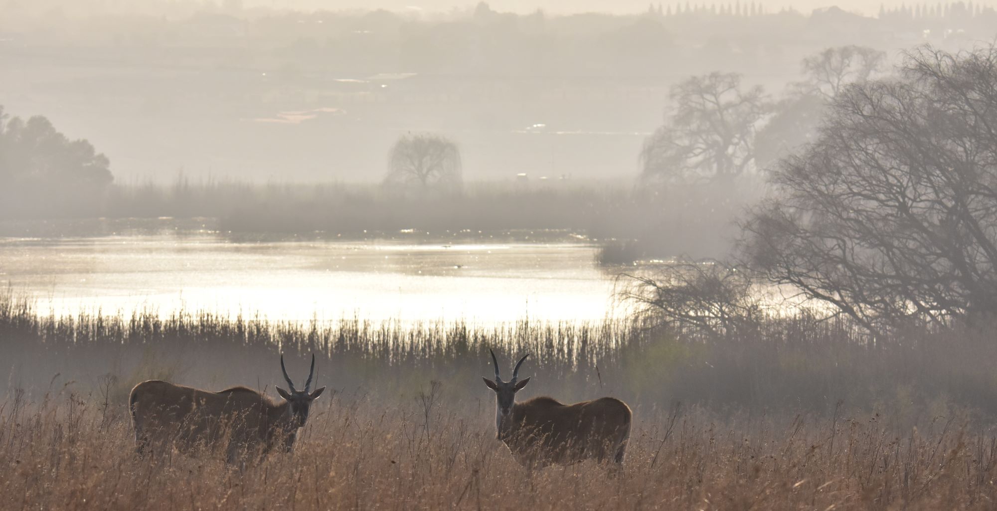 eland in the mist eland in the mist