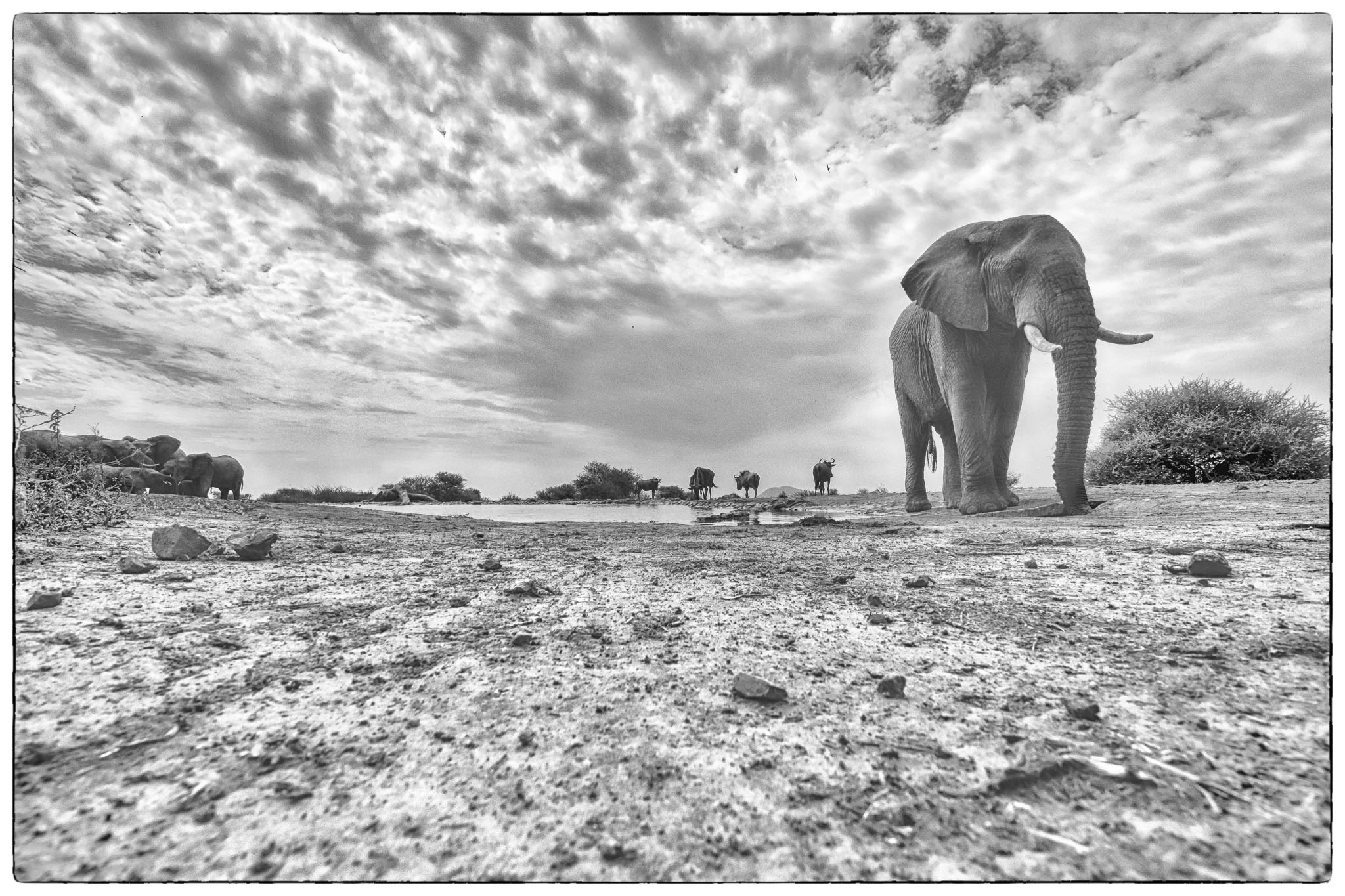 elephant-scape at Last Word Madikwe hide