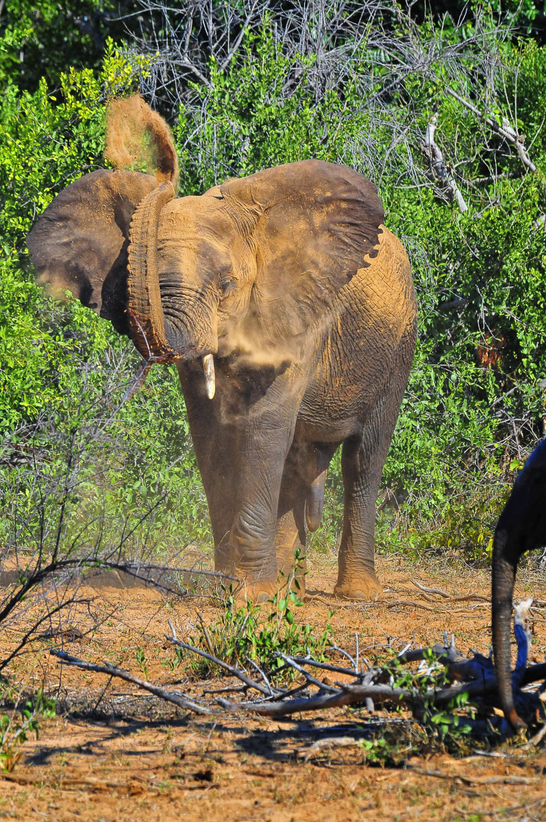 Elephant having dust batch at Shimuwini camp fence