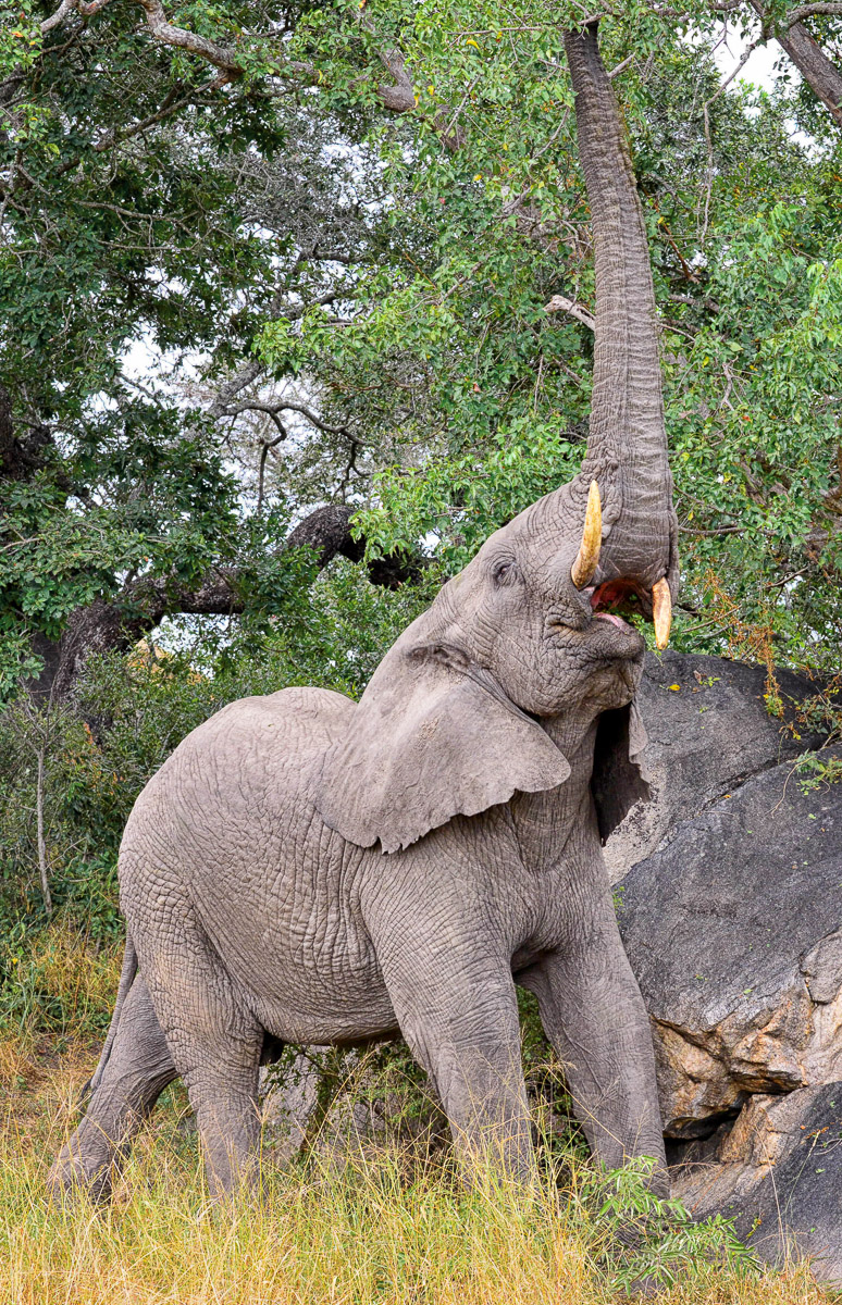 Elephant reaching up for food, taken in the South of the Kruger Park