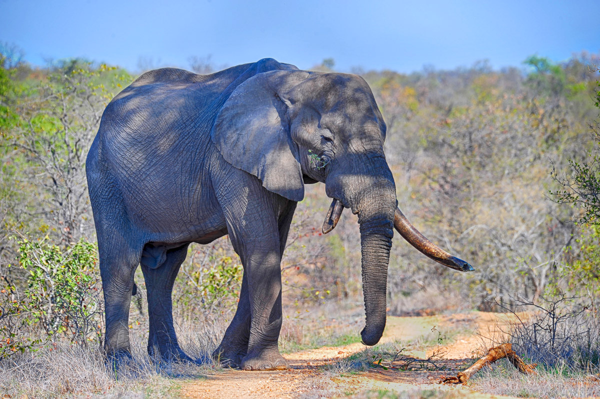 Elephant resting in the shade, taken on a 4X4 route on the western side of the Kruger Park