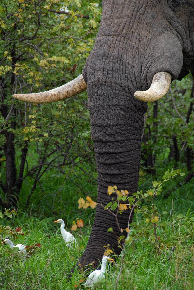 Elephant in the Mopani area
