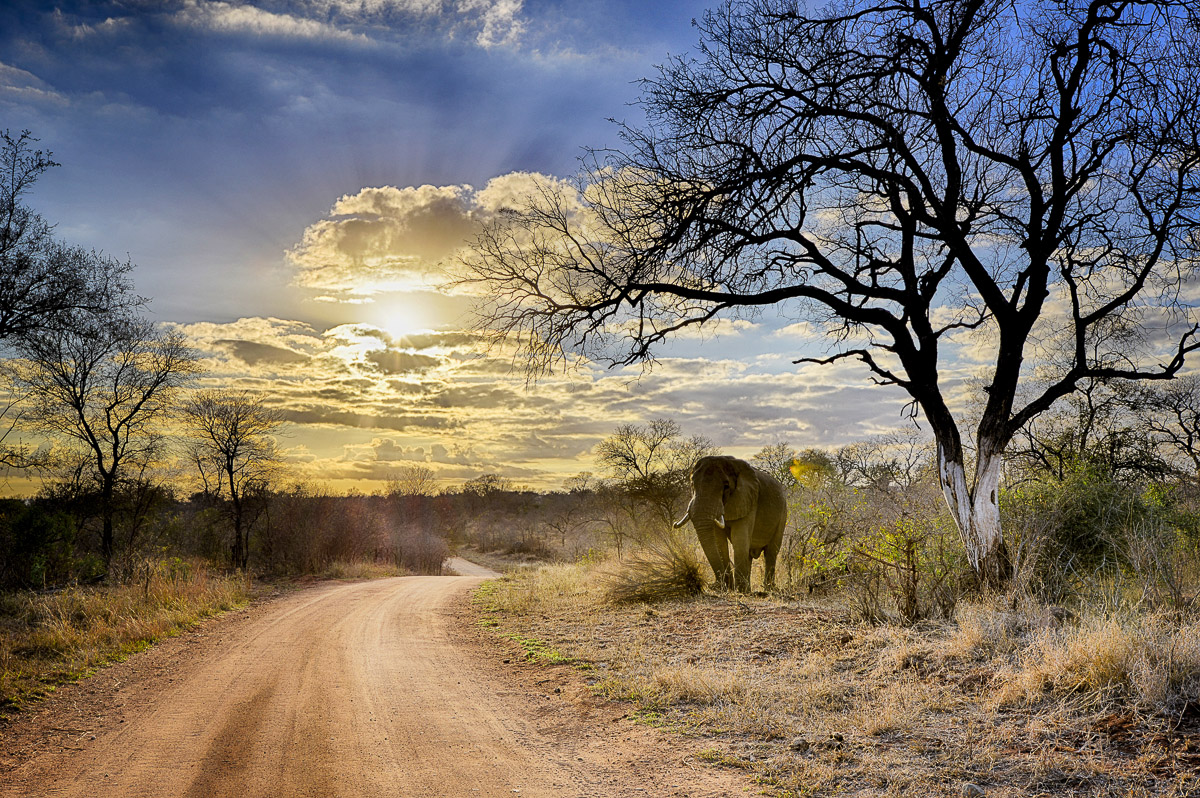 Elephant at sunrise on the S3 Sabie River Road near Phabeni Gate in the Kruger National Park