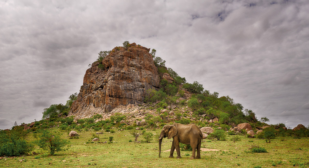 Elephant near Shikumbu Koppie on the H14 near Phalaborwa Gate in the Kruger National Park