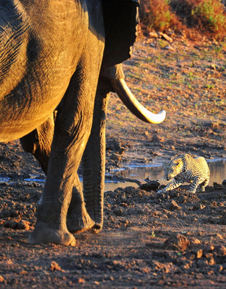 Elephant and Leopard, image taken at Sable Hide on the S51 near Phalaborwa on the H9 in the Kruger National Park