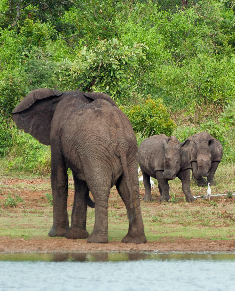 Elephant and White Rhino standoff at a dam near Lower Sabie in the Kruger National Park
