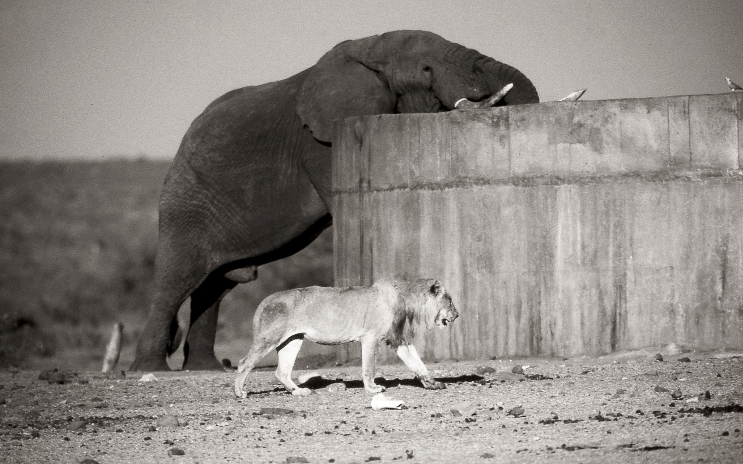 Elephant and lion Bangu waterhole